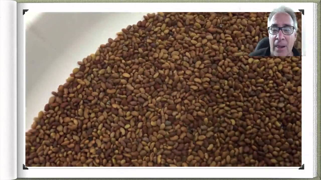 Alfalfa Seed Judging