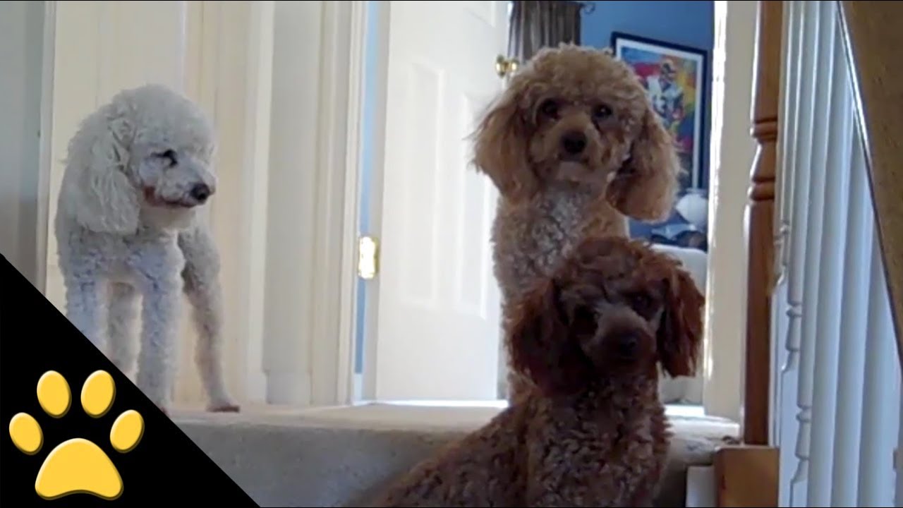Poodles Are Awesome: Compilation