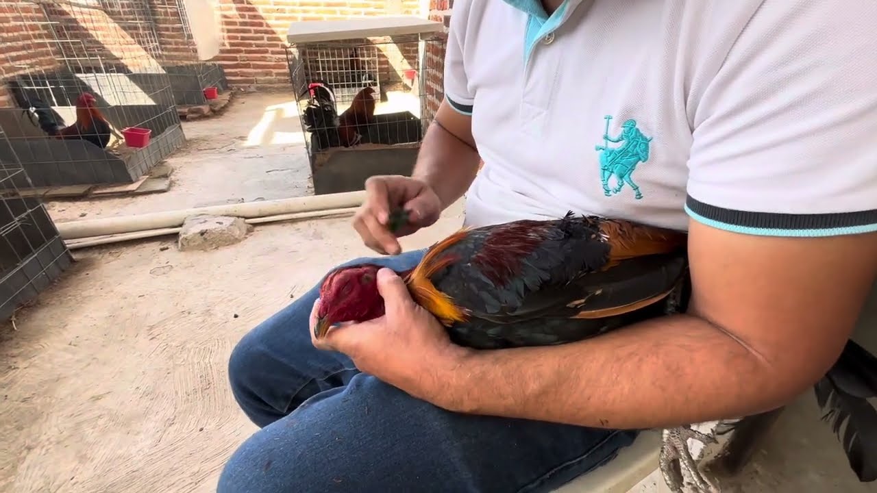 QUE NO TE HAGAN CHICO 🐥EN LA EXIBICION, COMO “PEINAR AL GALLO”