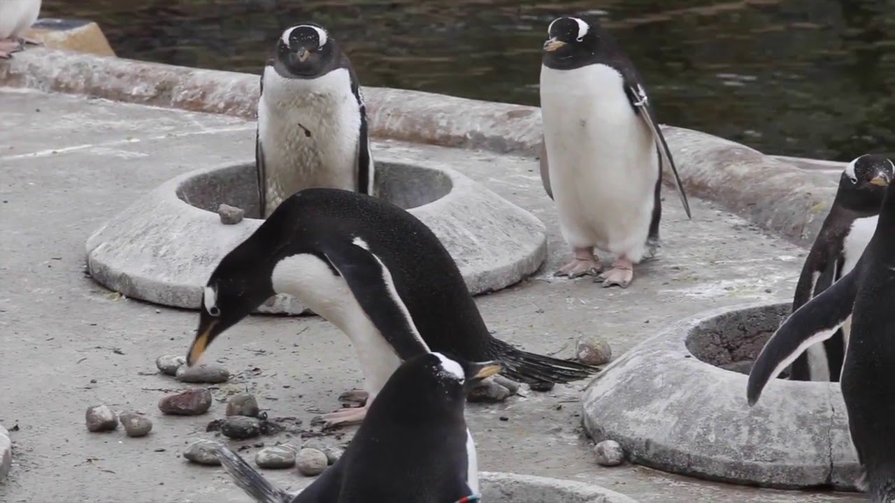 Gentoo Penguins mark start of breeding season by gifting pebbles to females
