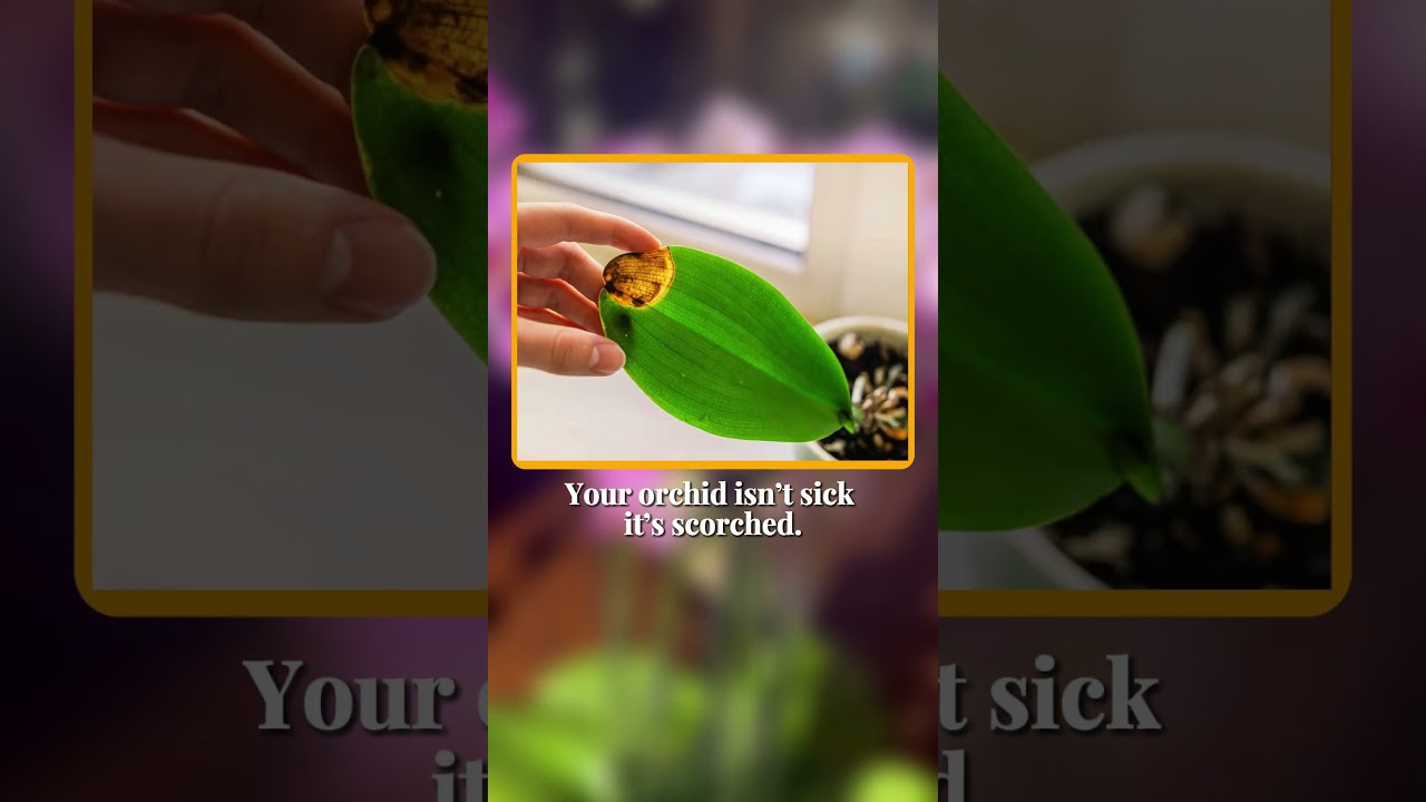 Orchid leaf scorch prevention