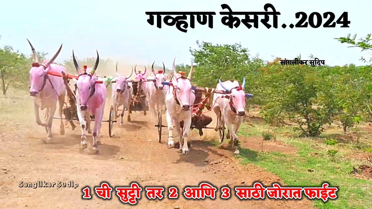 गव्हाण केसरी 2024 | एक जुनी आठवण | सगळ्यात रास्त मैदानापैकी एक मैदान गव्हाण केसरी