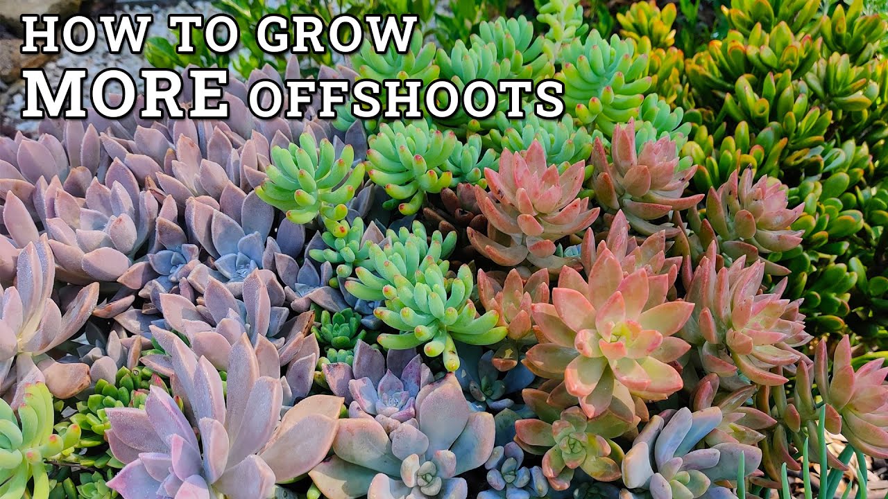 5 Easy Ways To Encourage Offshoot/ Offset Growth & Clusters
