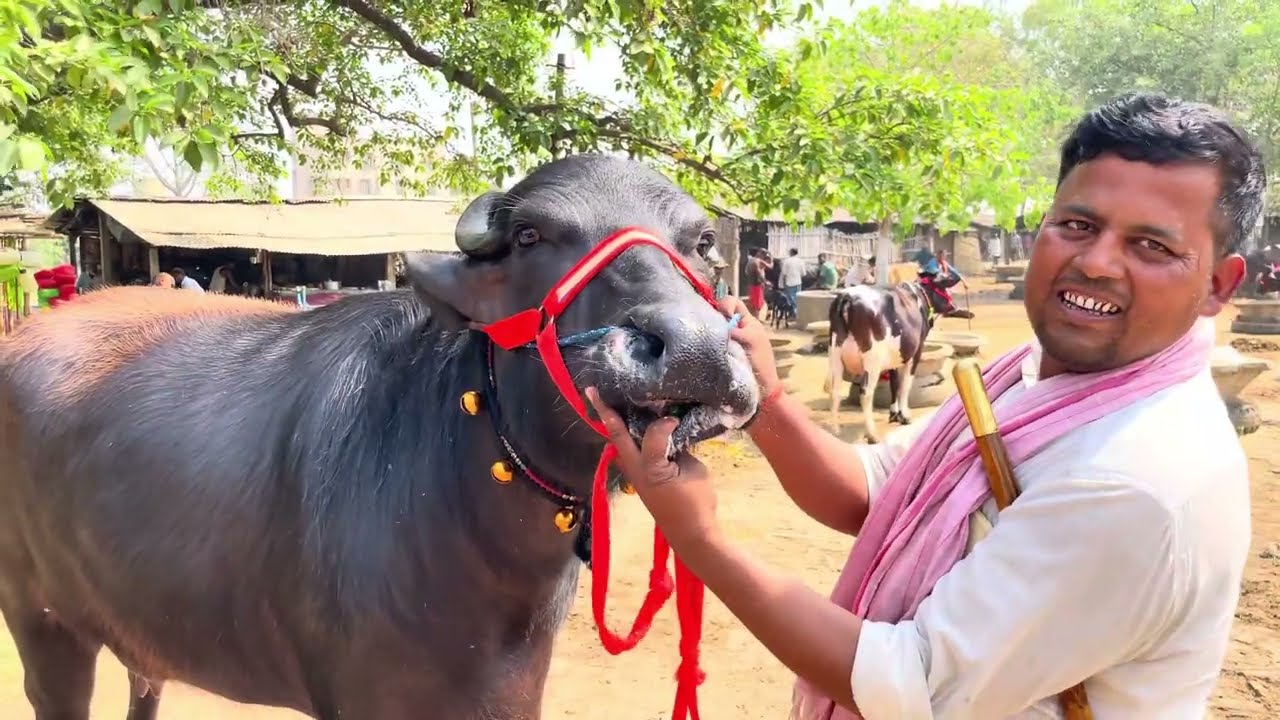 भैंस मंडी मानसी बिहार सबसे सस्ता पशु मंडी | Gaay Bhens Mandi Bihar