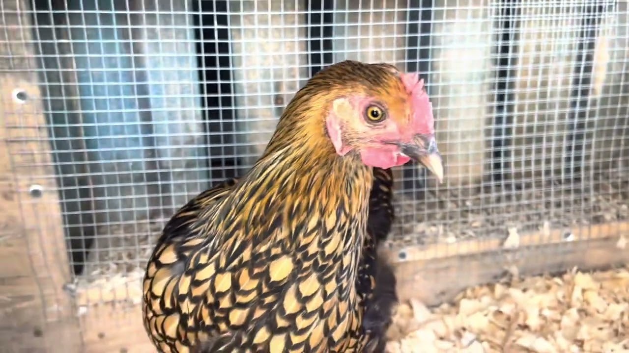 New camera for chicken run and coop