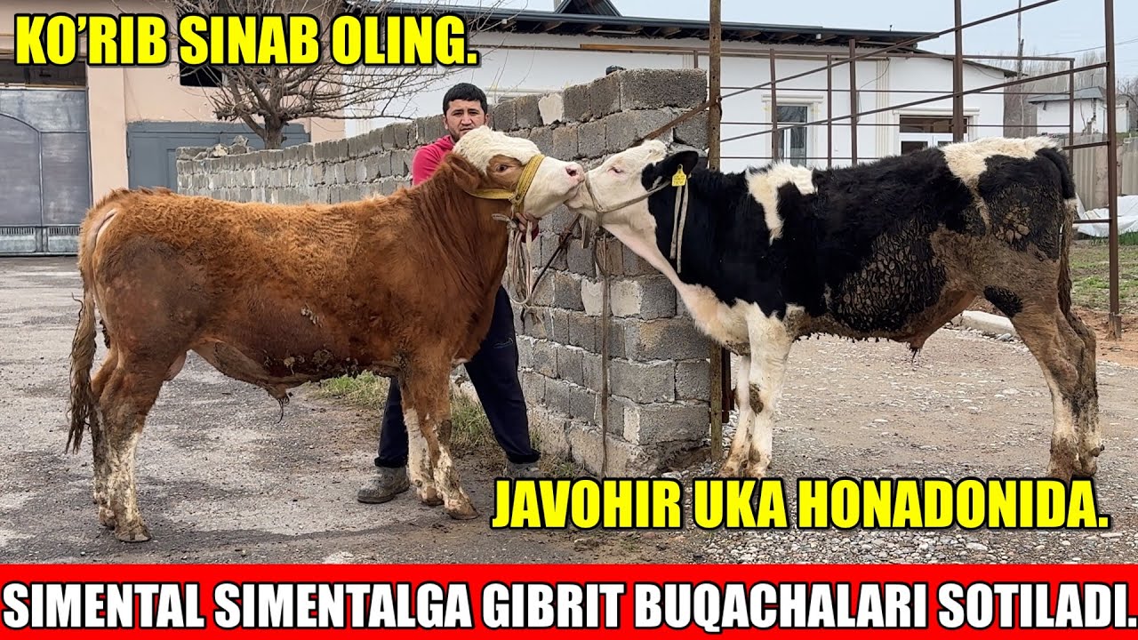 SIMENTAL SIMENTALGA GIBRIT BUQACHALARI SOTILADI.