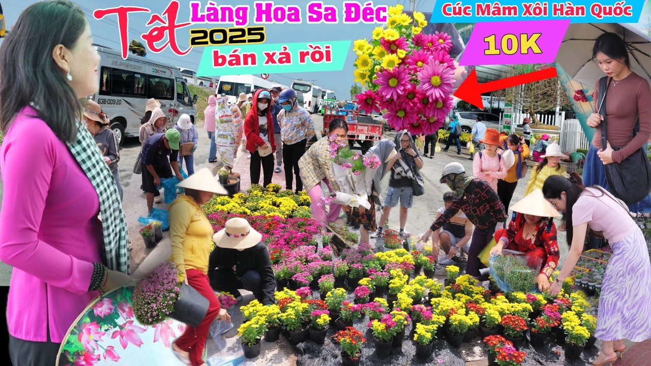 Làng hoa sa đéc 2025 xả hàng cúc mâm xôi Hàn Quốc 10K ùn ùn về mua không kịp bán