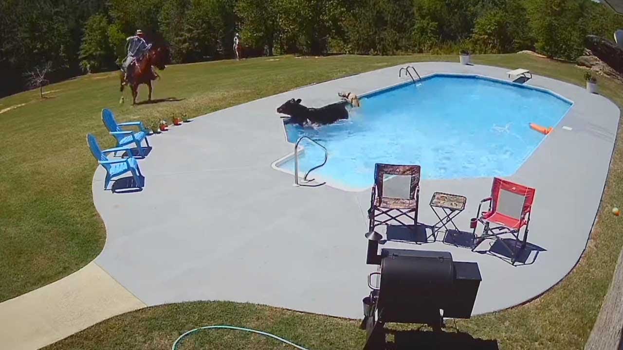 Escaped Cow Lands In Pool