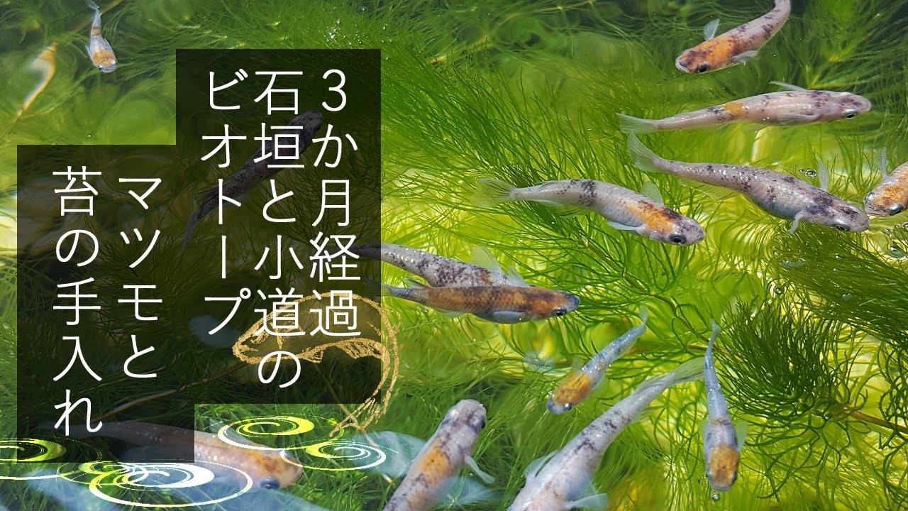 【3か月後の石垣と白い小道のビオトープ】増えすぎたマツモと苔の手入れ｜medaka ricefish  biotope