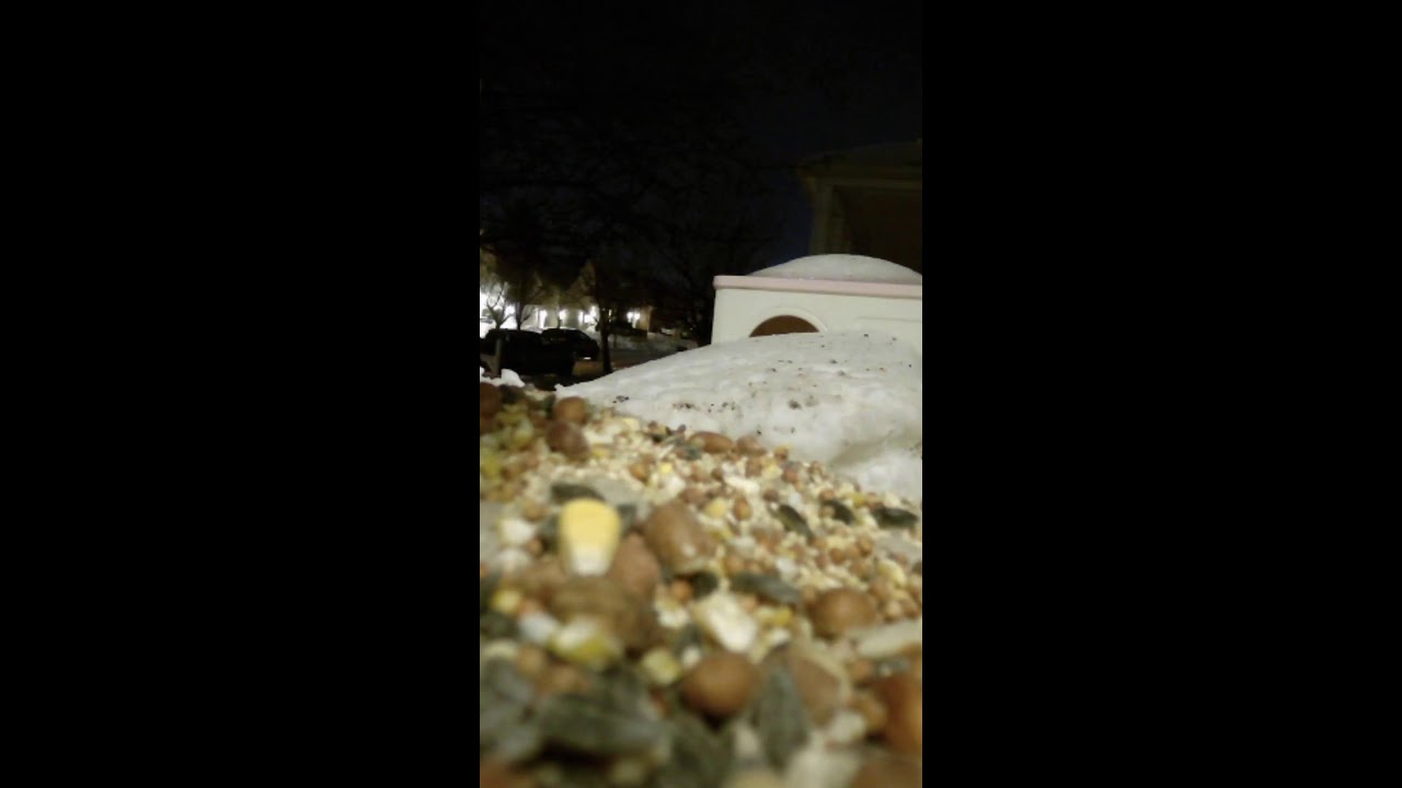 Live Bird Cam For Wednesday! 📱 😻🐦🦊🦝❄🦌