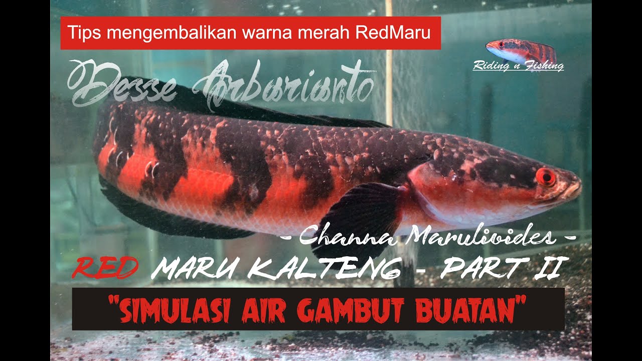 Channa Marulioides Kalteng Part II (Simulasi Air Gambut Buatan)