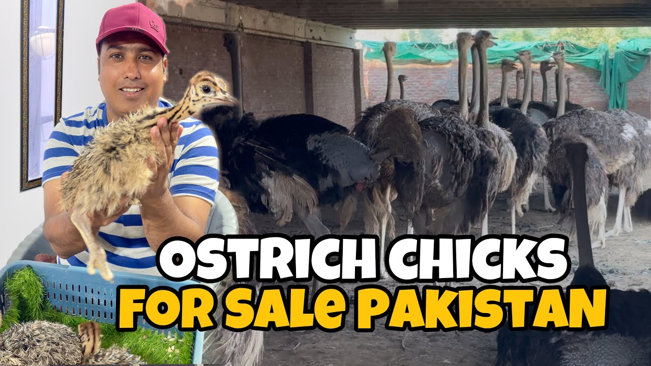 Ostrich Chicks For Sale | Biggest Ostrich Farm in Pakistan | Pakistan Ostrich Farm Brand