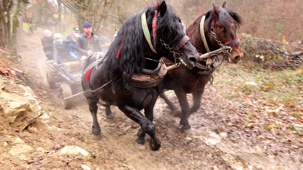 - SPREMNI SMO VRANCA KAČITI ZA ŽIVO DRVO I VAGIR ZA VAGIR  -