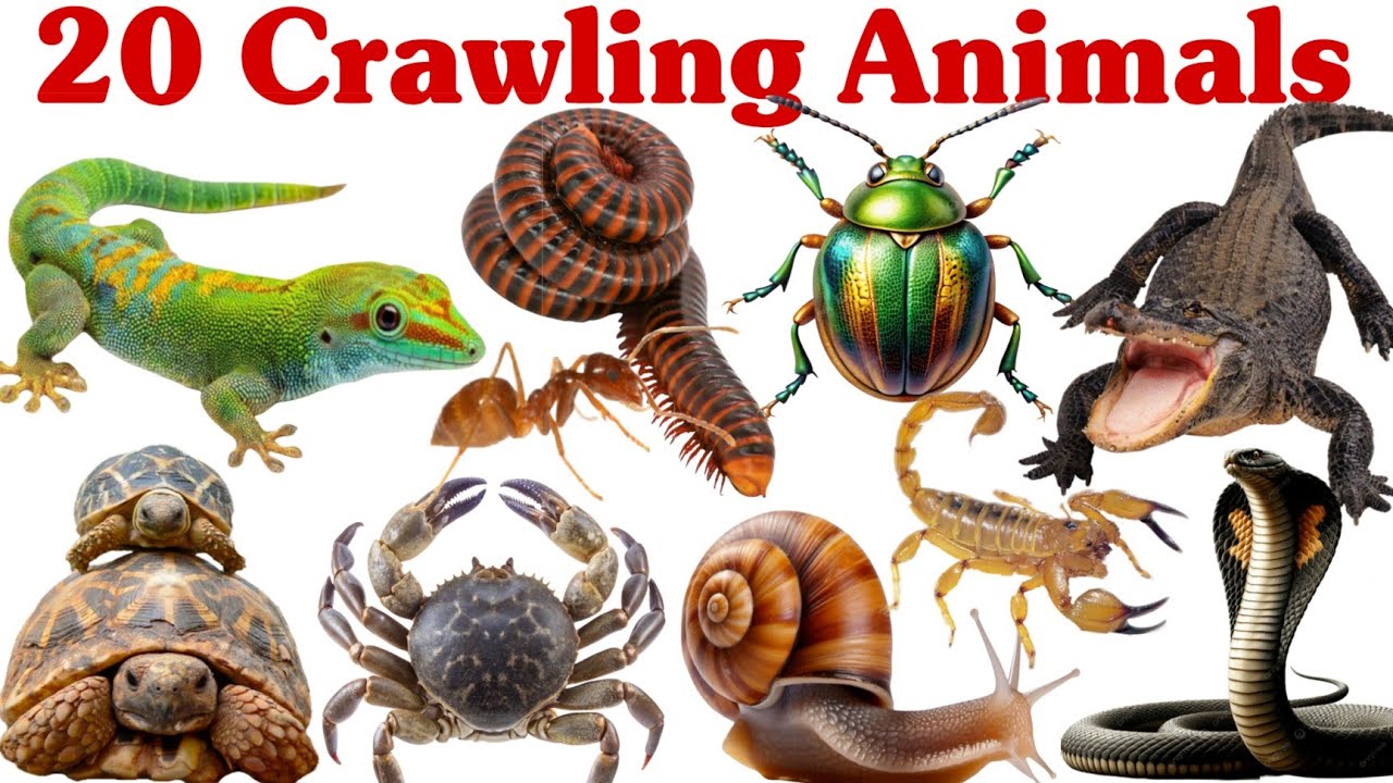 रेंगने वाले जानवर सीखें बच्चों के लिए | Learn 20 Crawling Animal Names for Kids with Pictures 