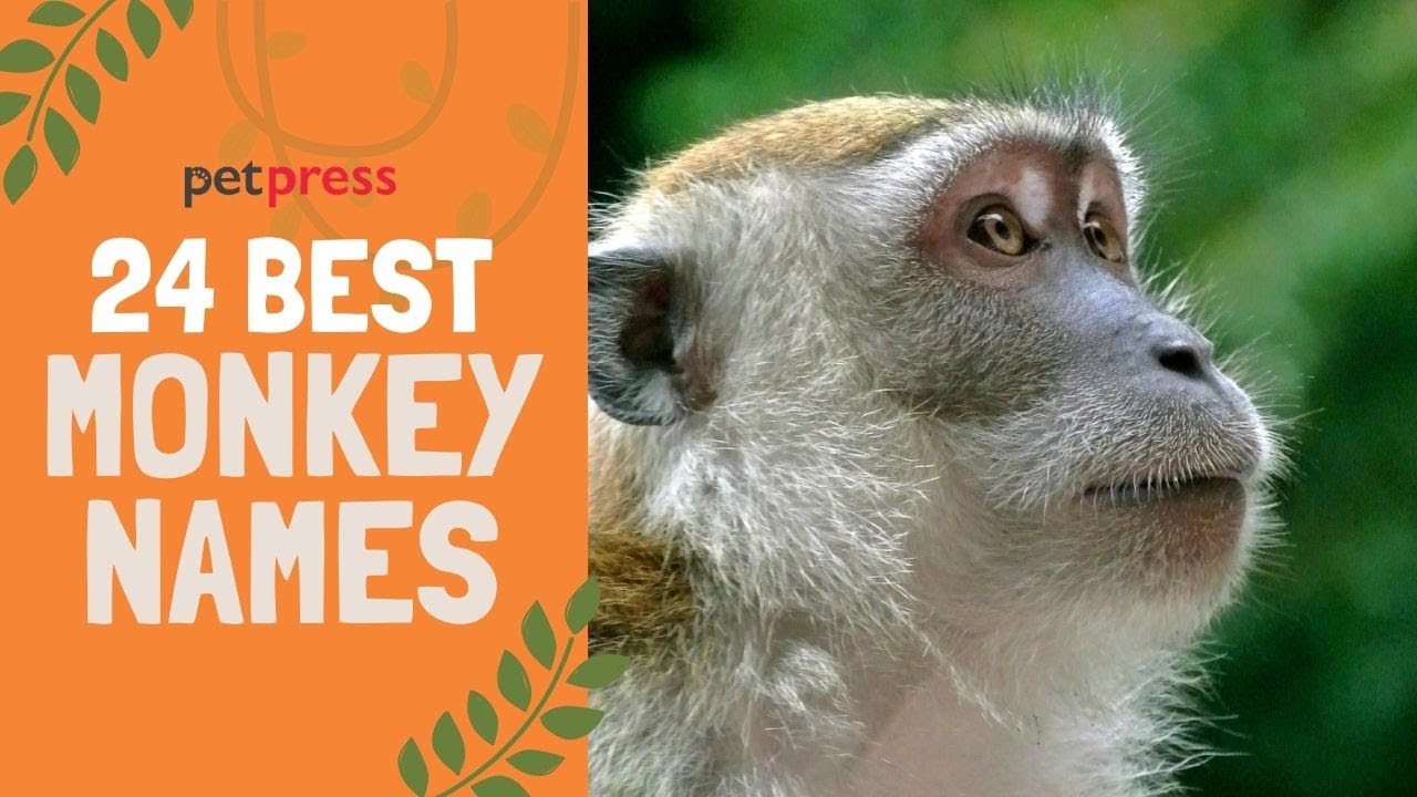 24 Best Monkey Names that are Cute for Boy & Girl Monkeys 🐒