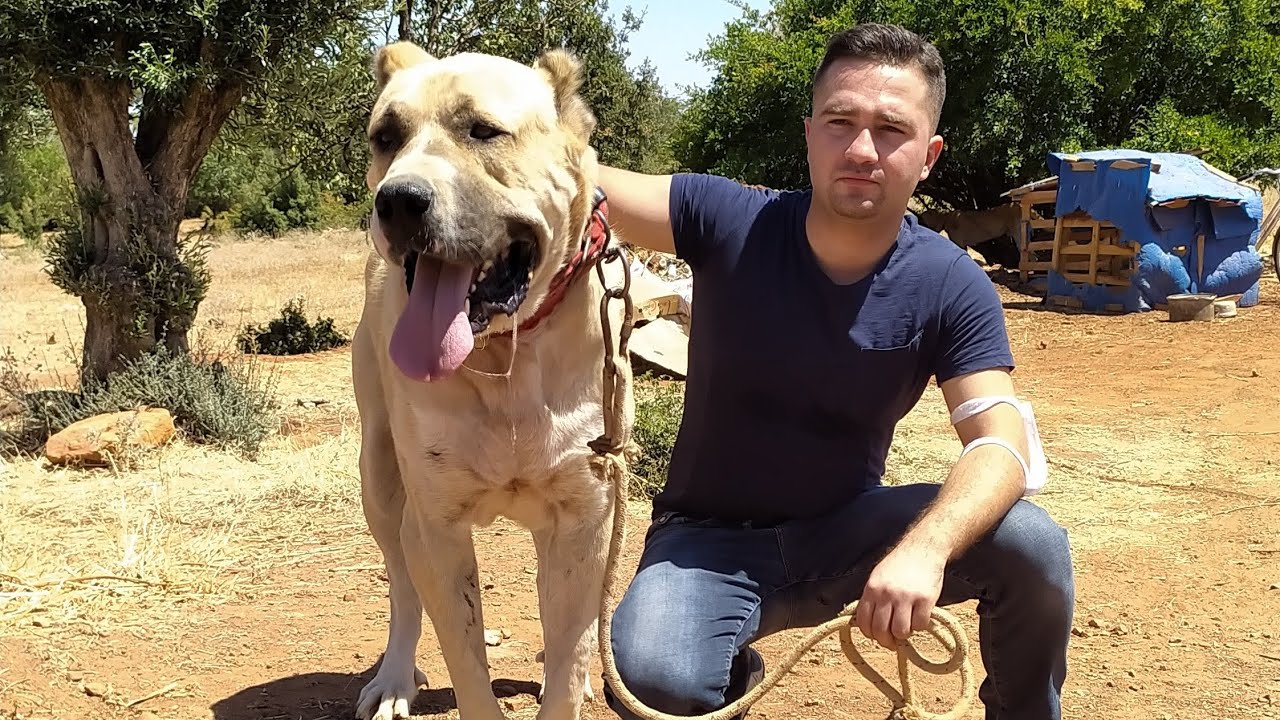 DEV ÇOBAN KÖPEKLERİ  #anadoluçobanköpekleri# #Denizli#