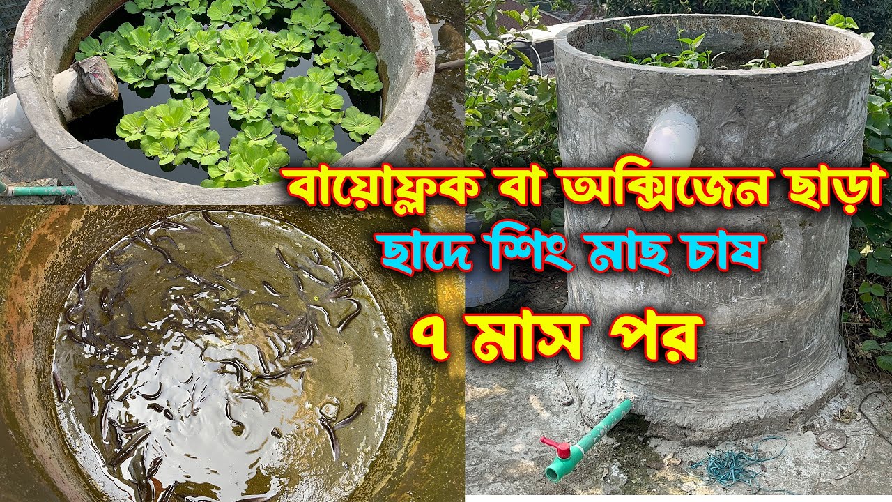 বায়োফ্লক বা অক্সিজেন ছাড়া ছাদে শিং মাছ চাষ পদ্ধতি। পর্ব -৭  Rooftop Fish Farming without Biofloc