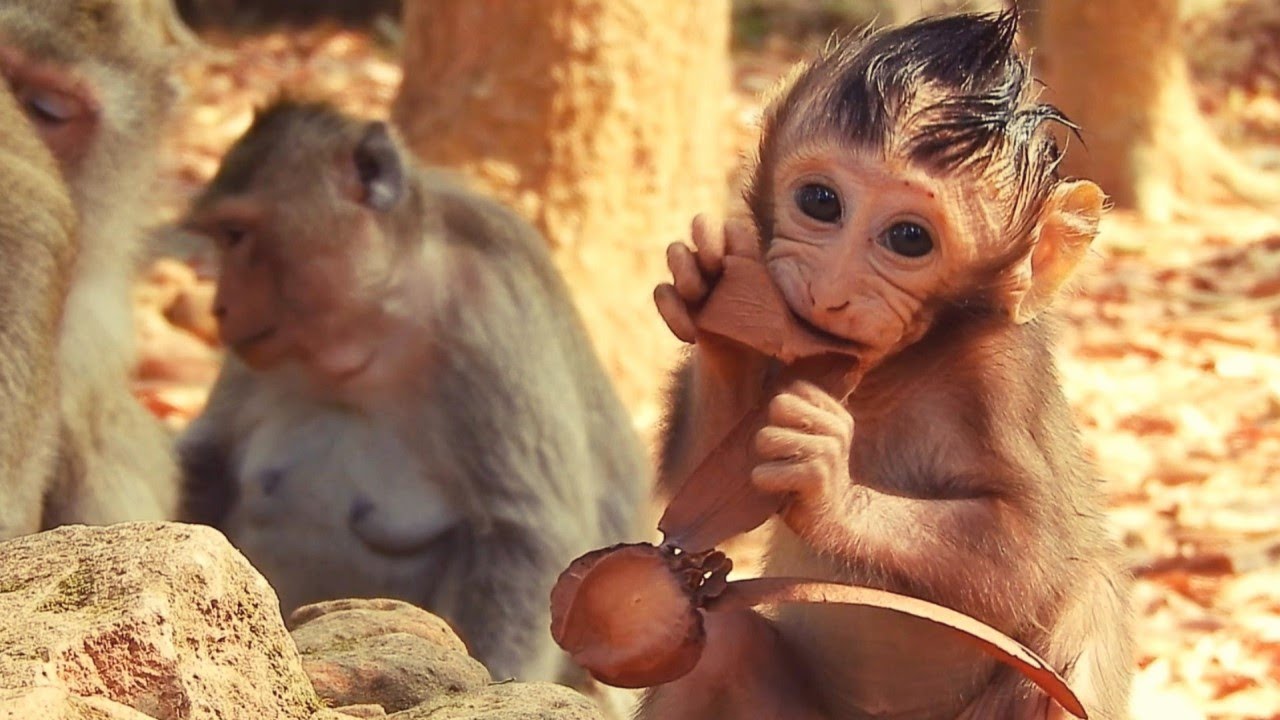 So Beautiful Baby Monkey Ale And Good Care By Mom Angel