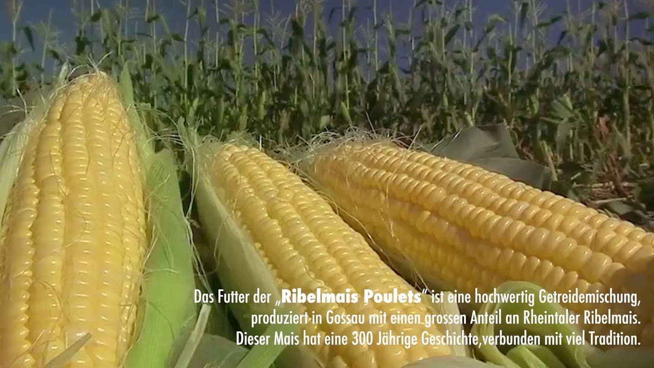 Ribelmais Poulet ab Hof