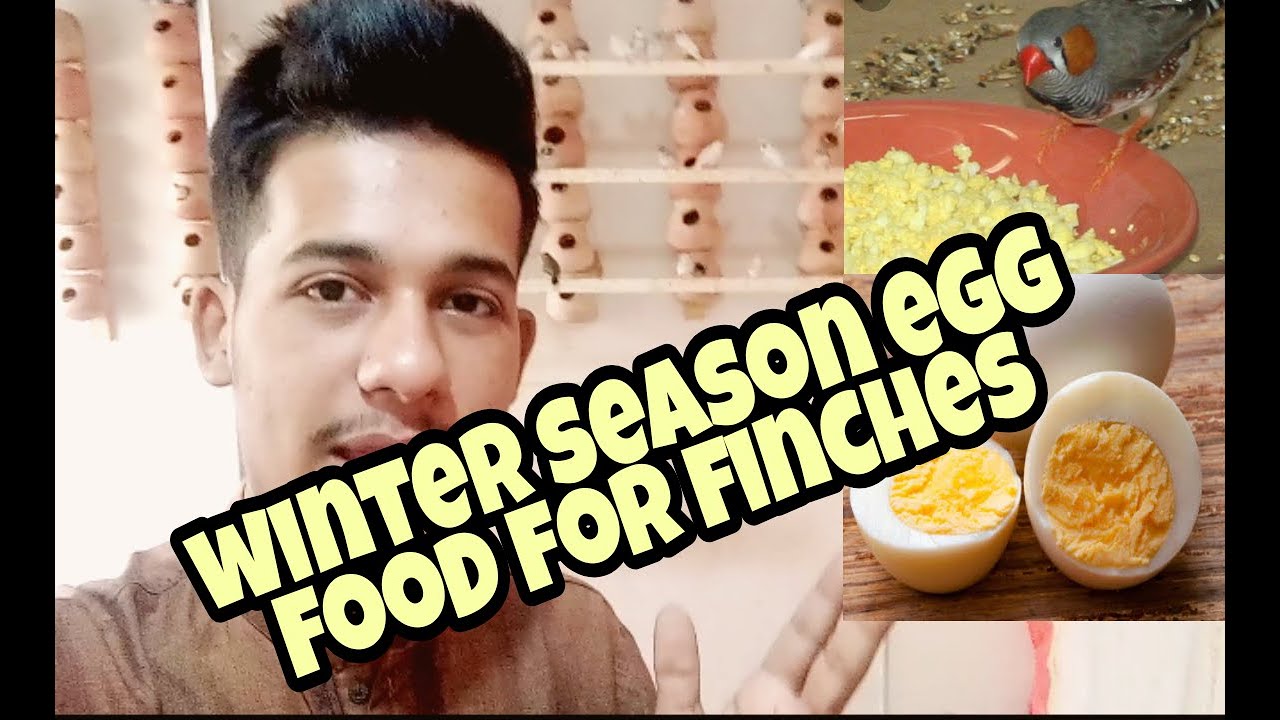 Zebra Finches Best Egg Food In Winter Season | Protein & Calcium Source | 25th Vlog| #eggfood #finch
