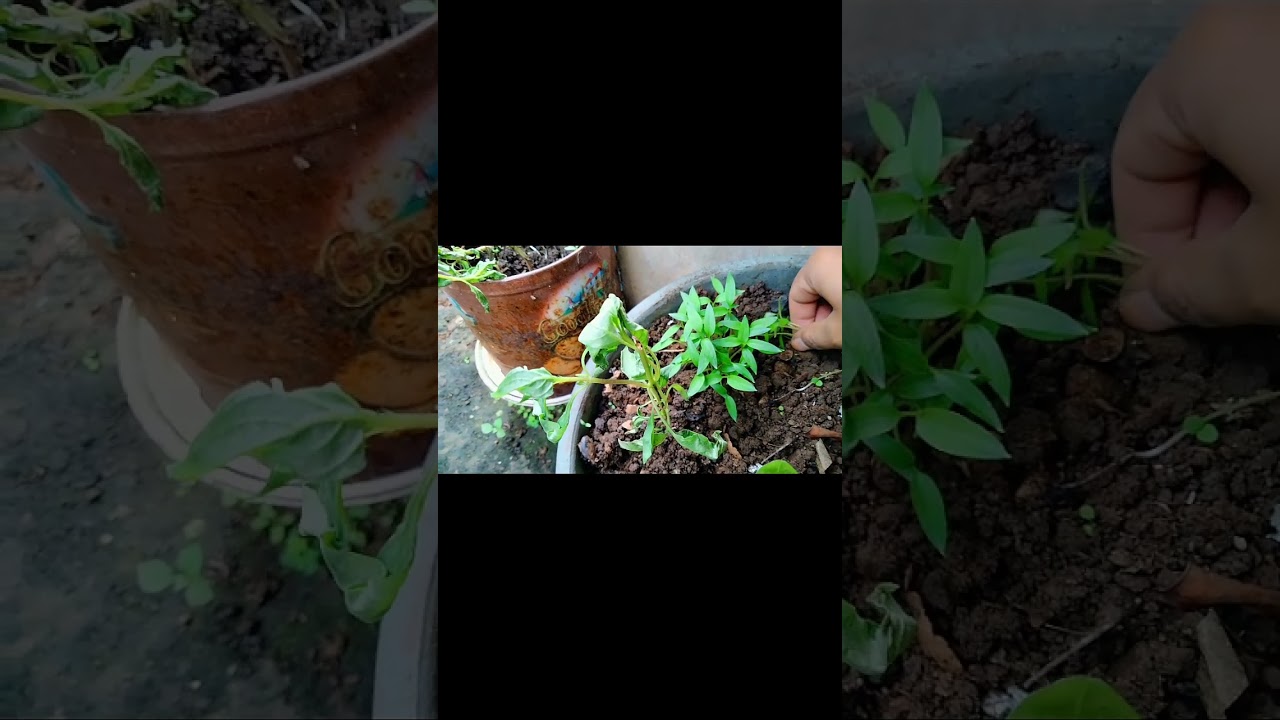awal untuk berkebun #rumah #vlogrumah #berkebun #merawattanaman #gardening