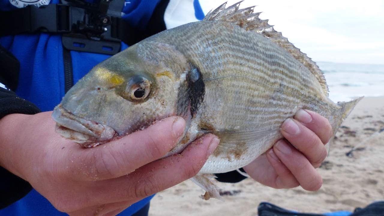 PÊCHE DE LA DORADE ROYALE EN SURFCASTING EN BRETAGNE