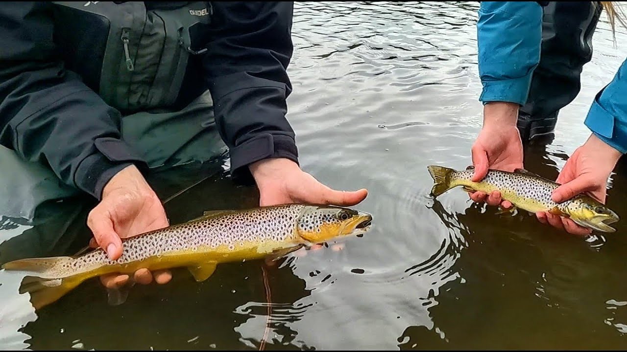 Epic!!! | Chasing Wild Brown Trout | Many Big Trout In One Day | Lure Trout Fishing UK
