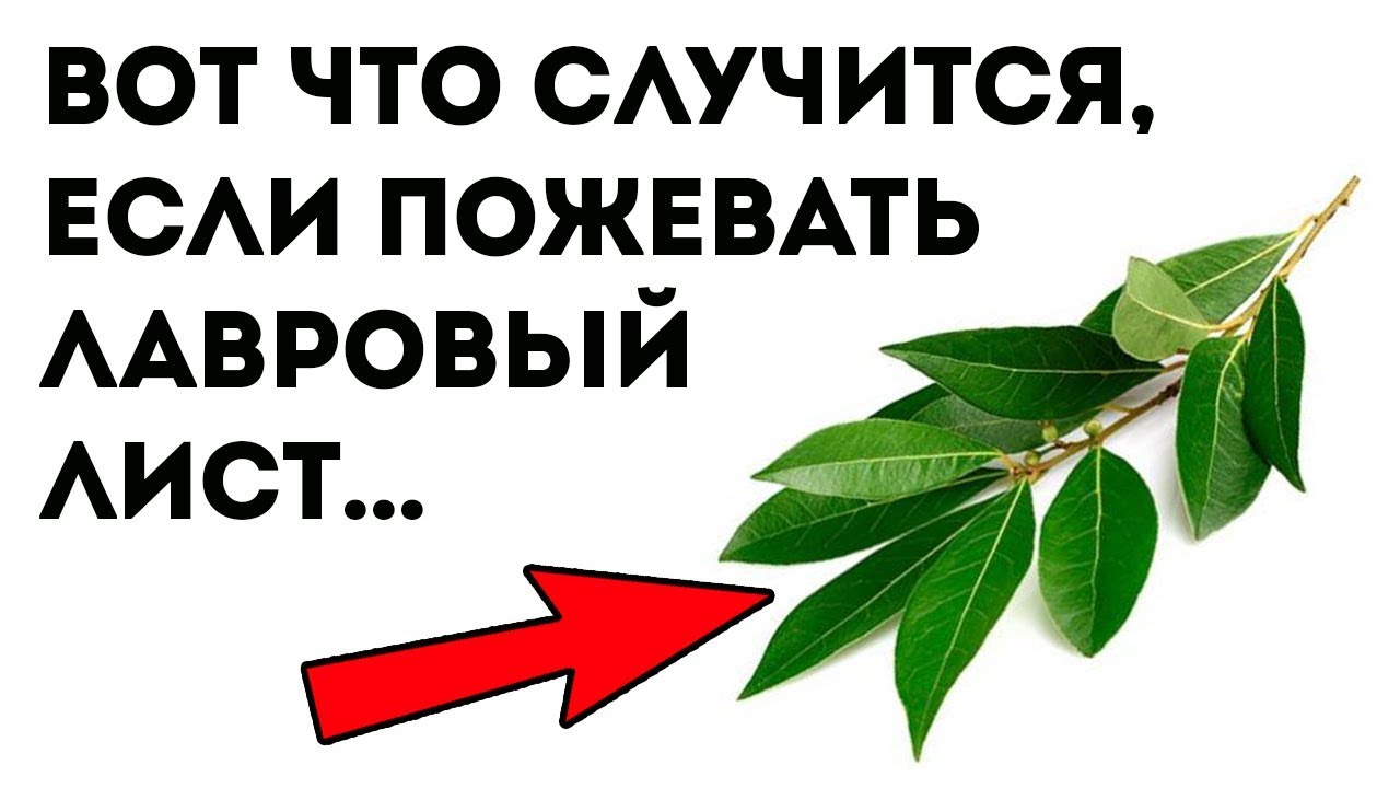 ВЕЛИКАЯ СИЛА ЛАВРОВОГО ЛИСТА. 9 уникальных применений для здоровья!
