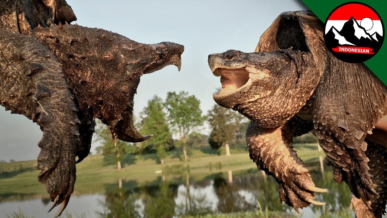 Kura-kura Buaya vs Kura-kura Biasa 🐢 Siapa yang lebih berbahaya? Fakta tentang binatang