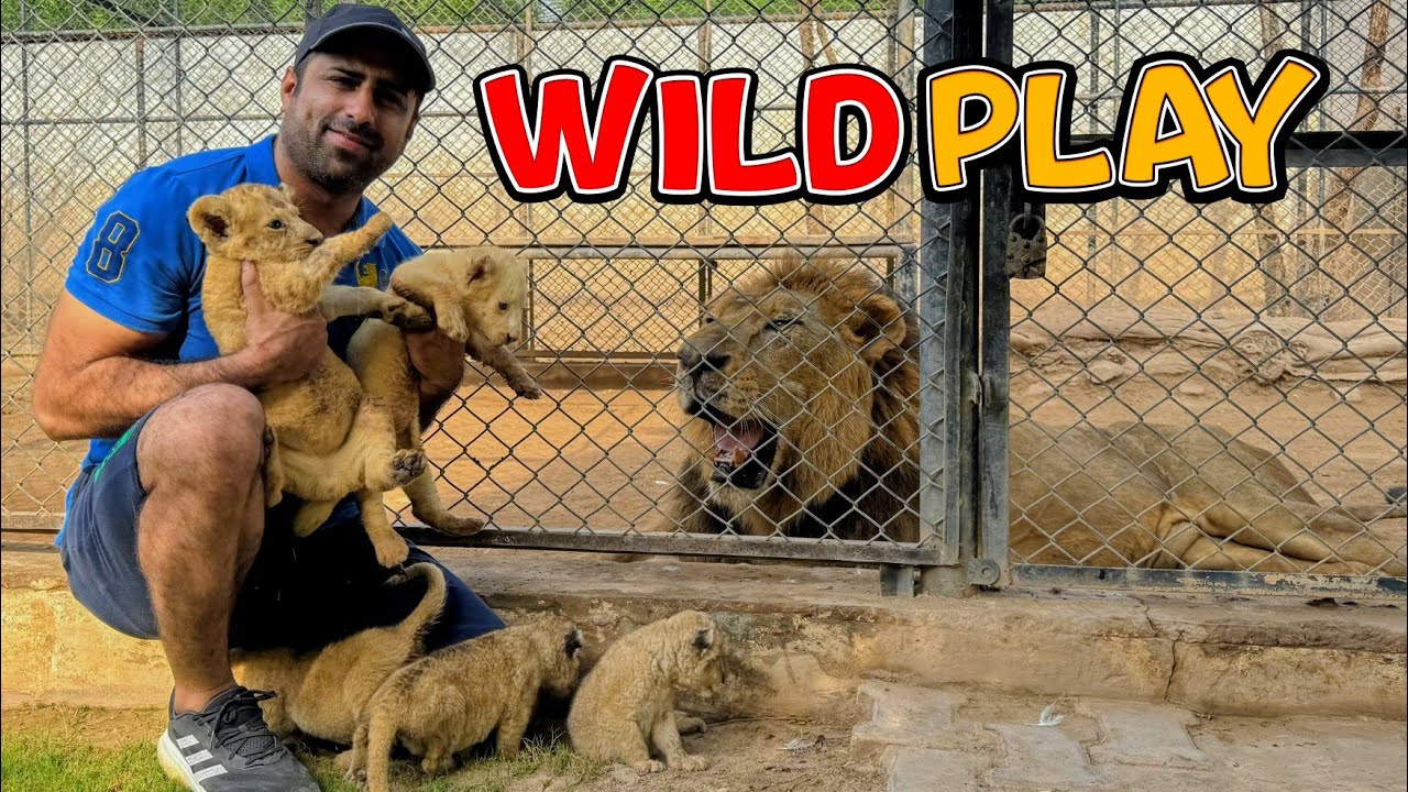 All cubs enjoying and playing together
