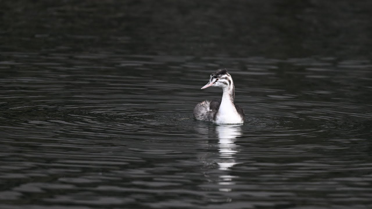 Grert Crested Grebe (Juvenile)–Quiet Morning   カンムリカイツブリ（幼鳥) — 静かな朝
