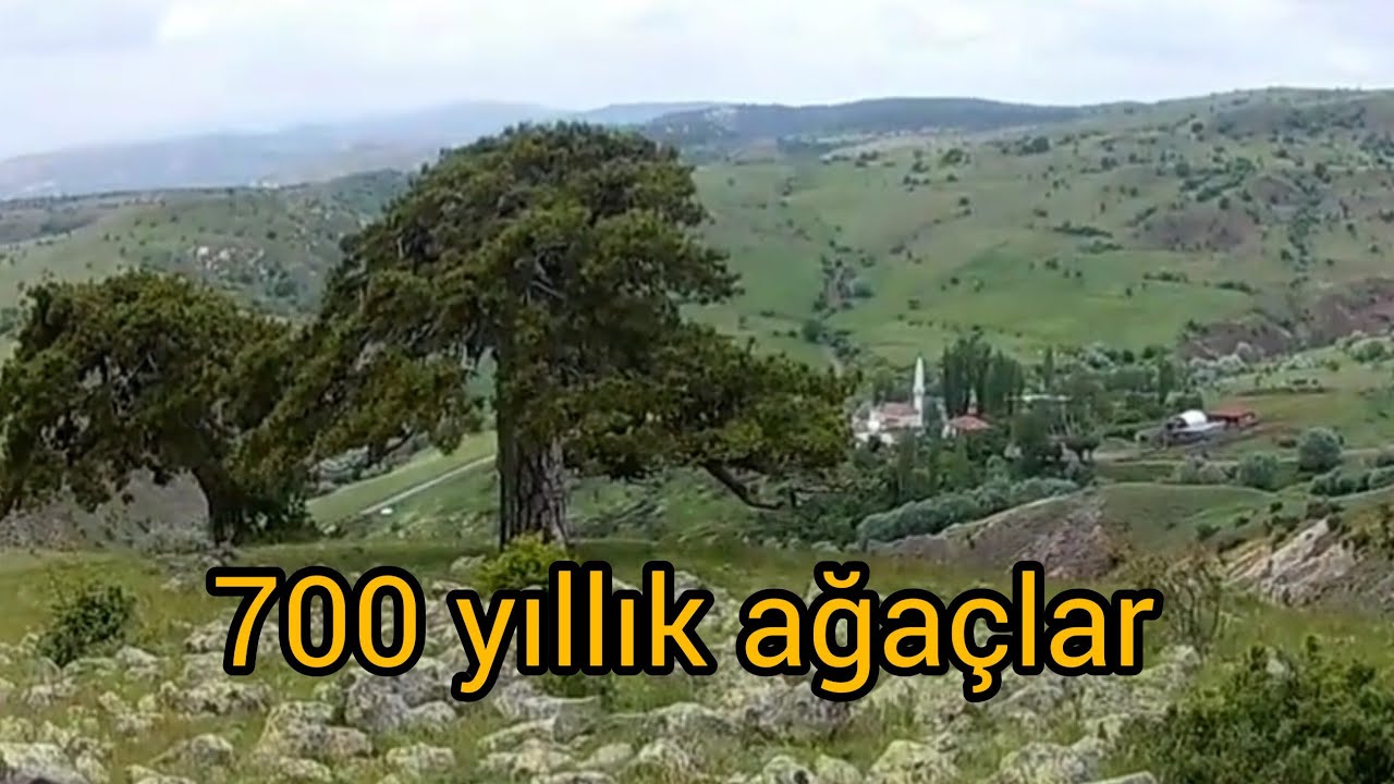 SARİAYAK KÖYÜ  DEDE AĞAÇLARI 700 YILLIK ANKARA KAHRAMAN KAZAN