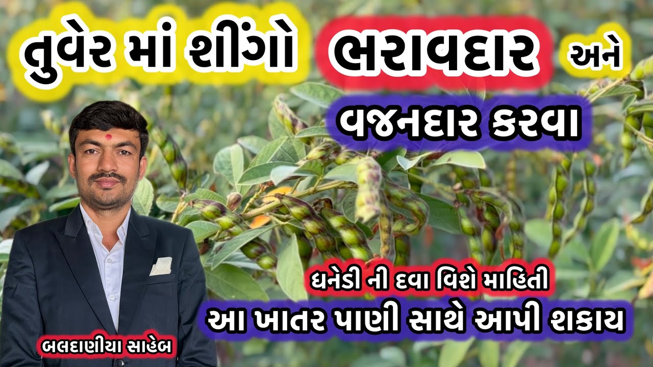 તુવેર માં શીંગો ભરાવદાર અને વજનદાર કરવા આ ખાતર આપી શકો @MANISHBALDANIYA