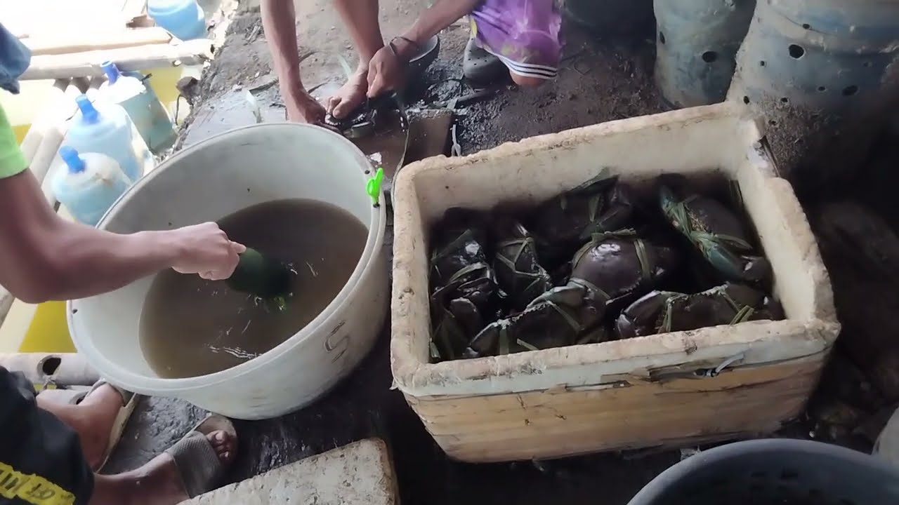 BAKIT KAYA NAGPAPATAYAN ANG MGA ALIMANGO?