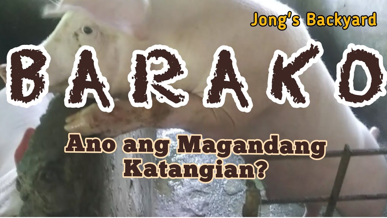 Magandang Katangian ng Isang Barako