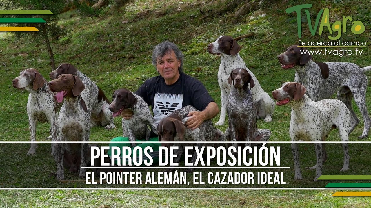 El Pointer Aleman, el Cazador Ideal - Perros de Exposicion - TvAgro por Juan Gonzalo Angel