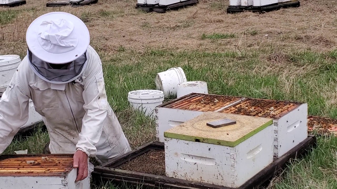 Hive Blog #3 Equalizing the population of bees between hives
