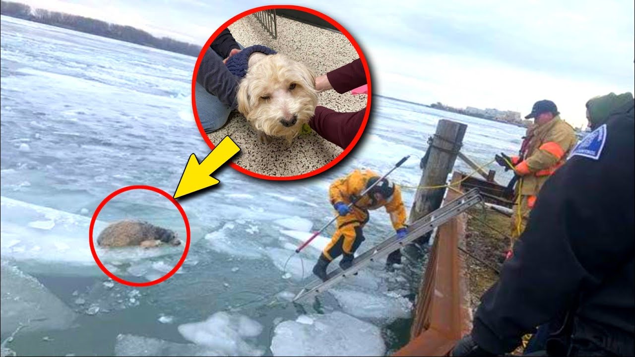 Freezing Dog Trapped on Icy River for Four Days Saved in a Heart-Stopping Rescue Just in Time