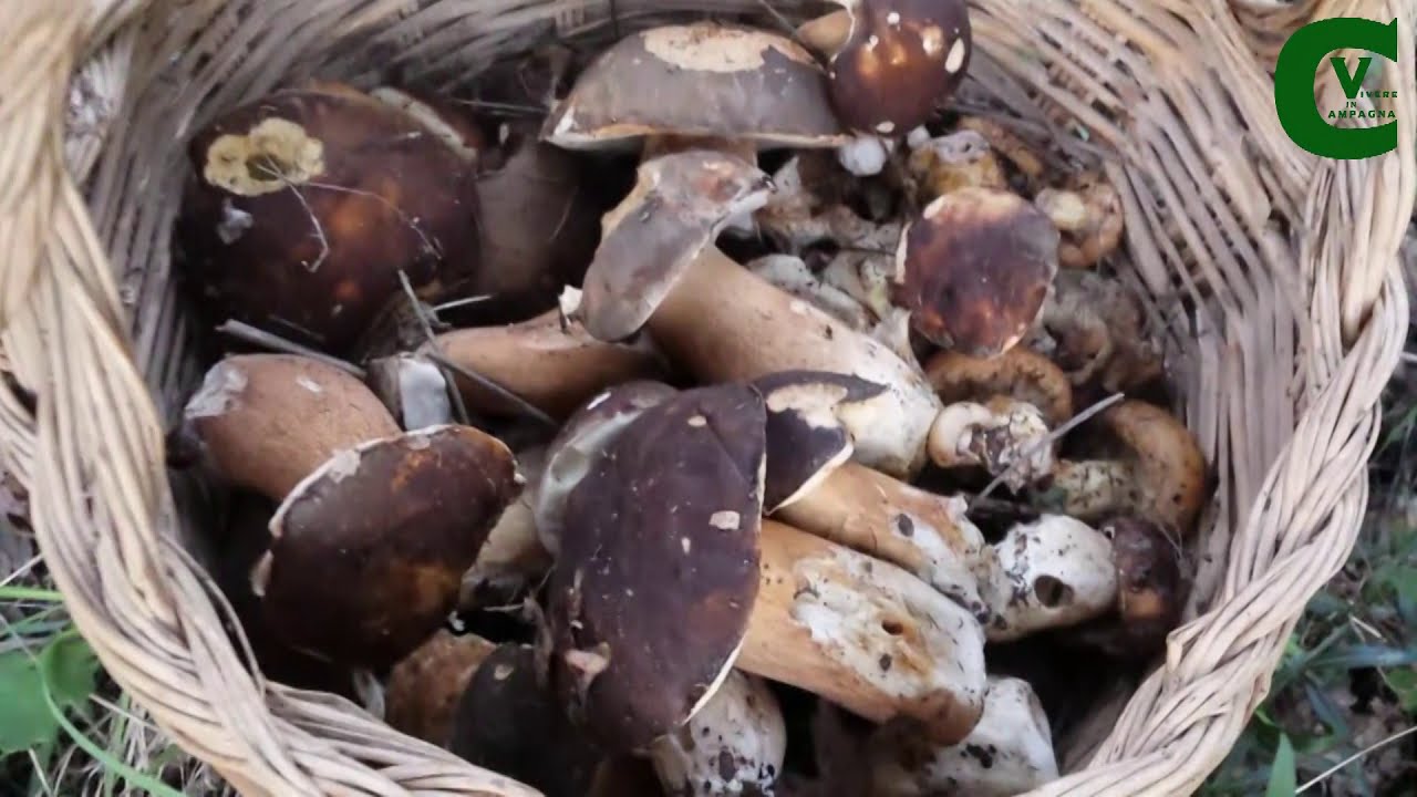 Porcini 2021 (Boletus aereus) - Vivere in campagna con Carmine Salituro