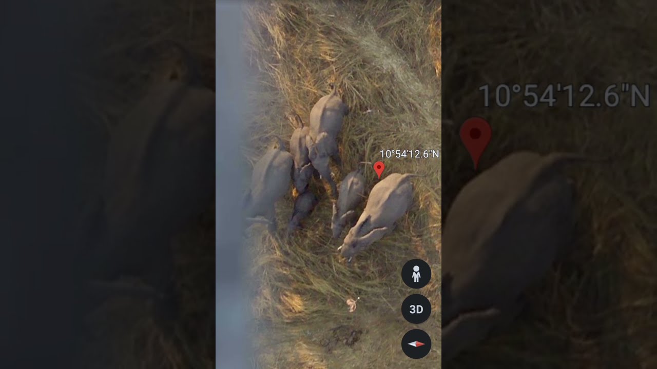 Elephant 🐘 Herd Found On Google Earth #MapSecrets