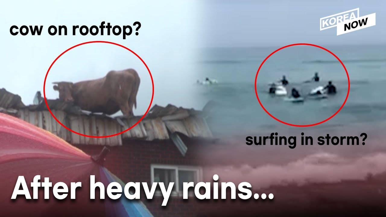 Rescue operation of cows stranded on rooftops by floods in S. Korea