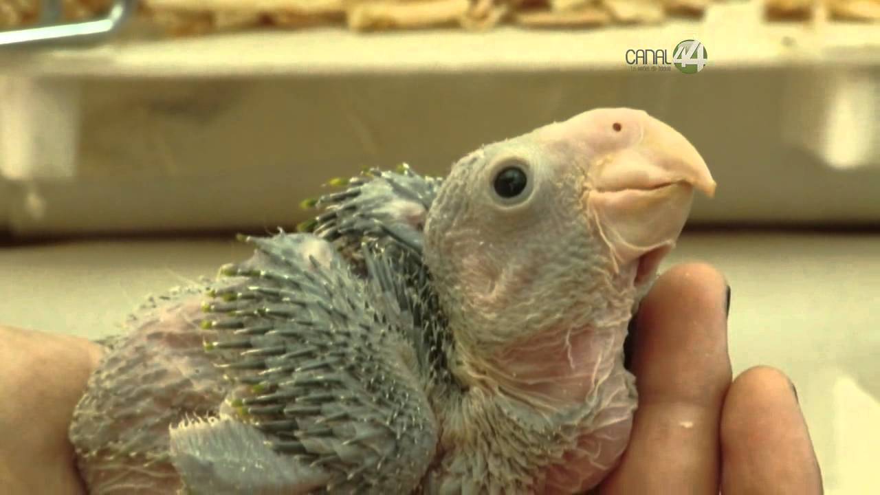 Desde el Zoológico: Conoce los bebes del zoológico GDL