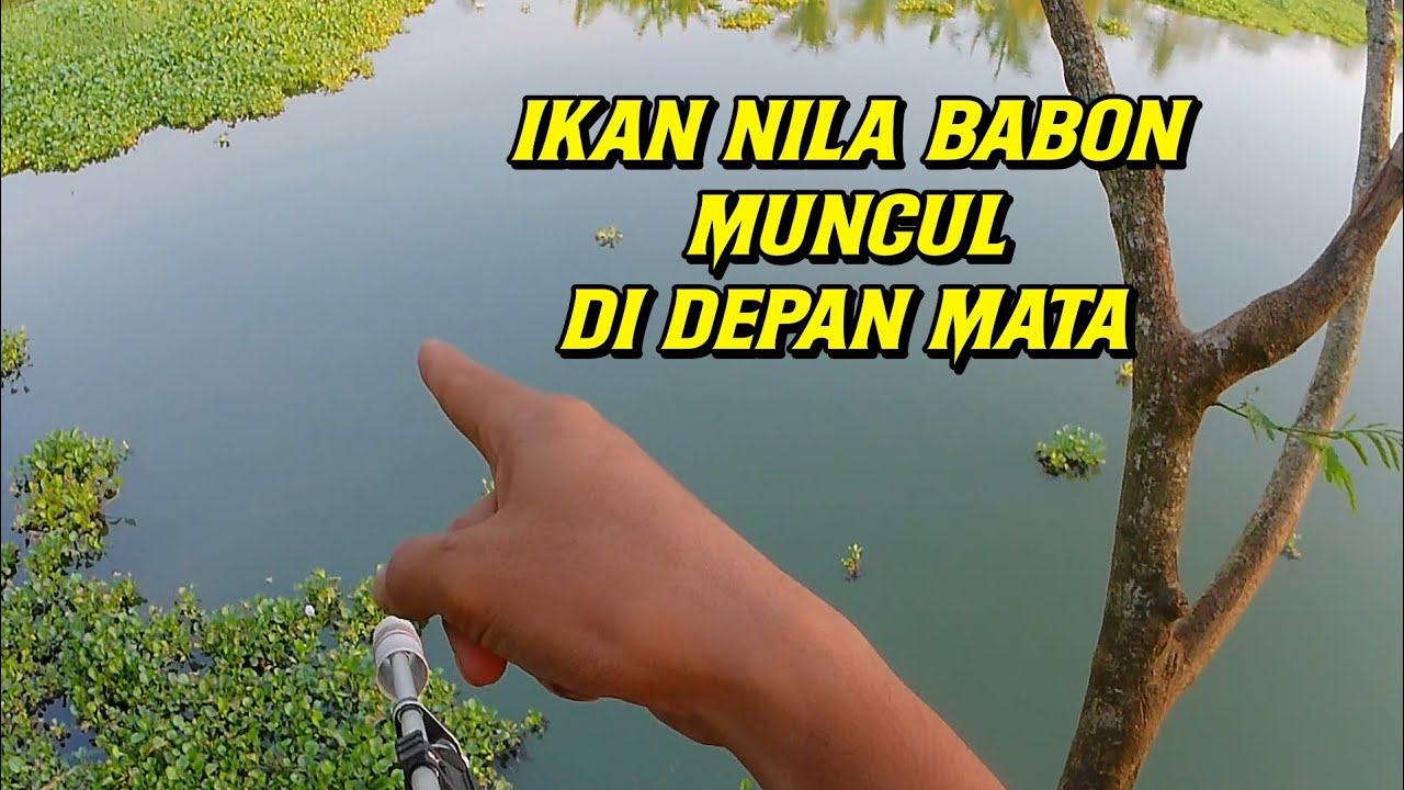 PASER IKAN ] MASER IKAN SORE HARI TERNYATA MALAH DAPAT IKAN NILA BABON !!!
