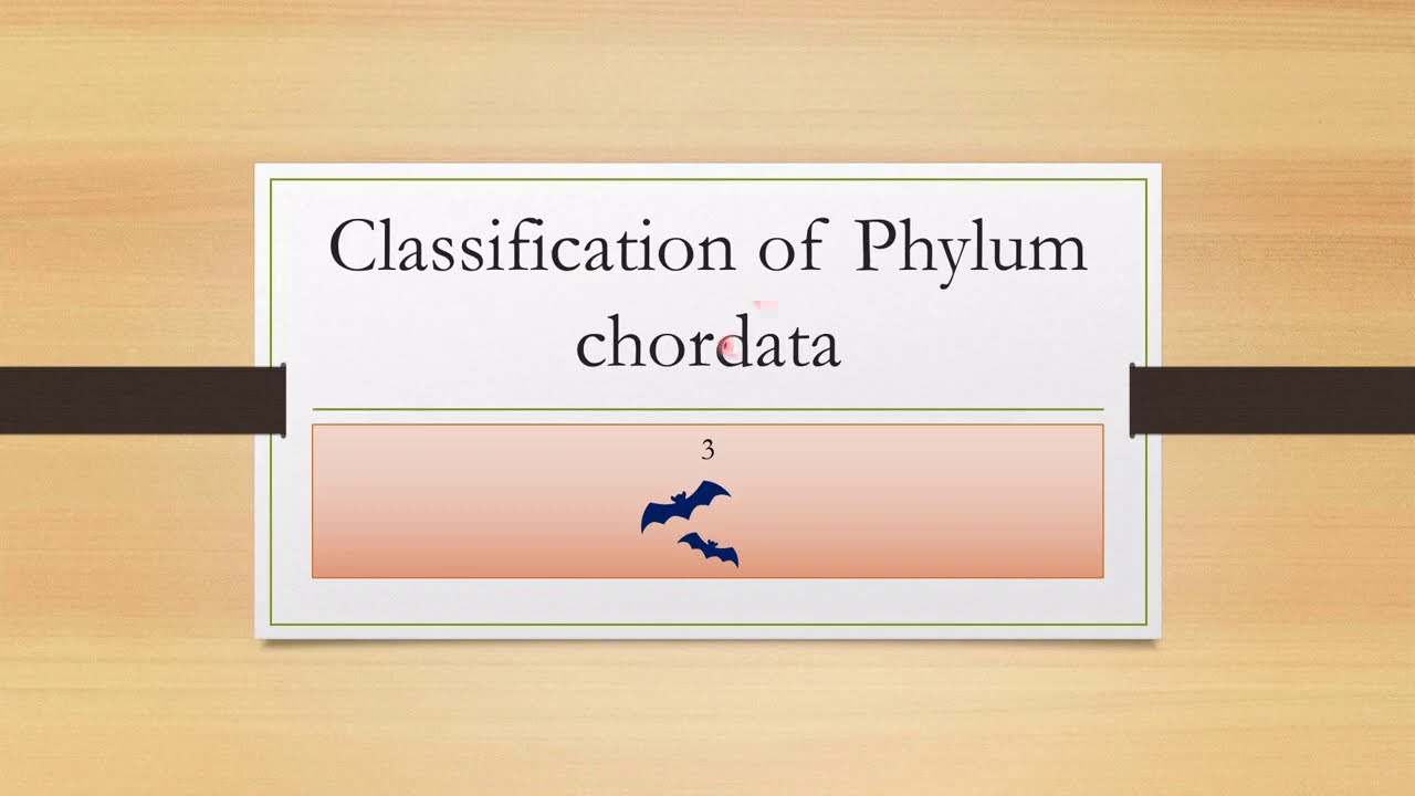 Classification of chordata