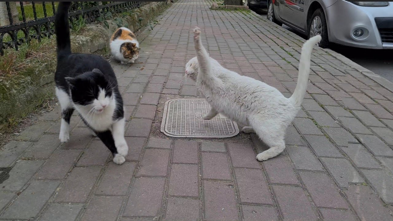 The Angry White Cat hates all the cats it encounters and Attacks and beats them.