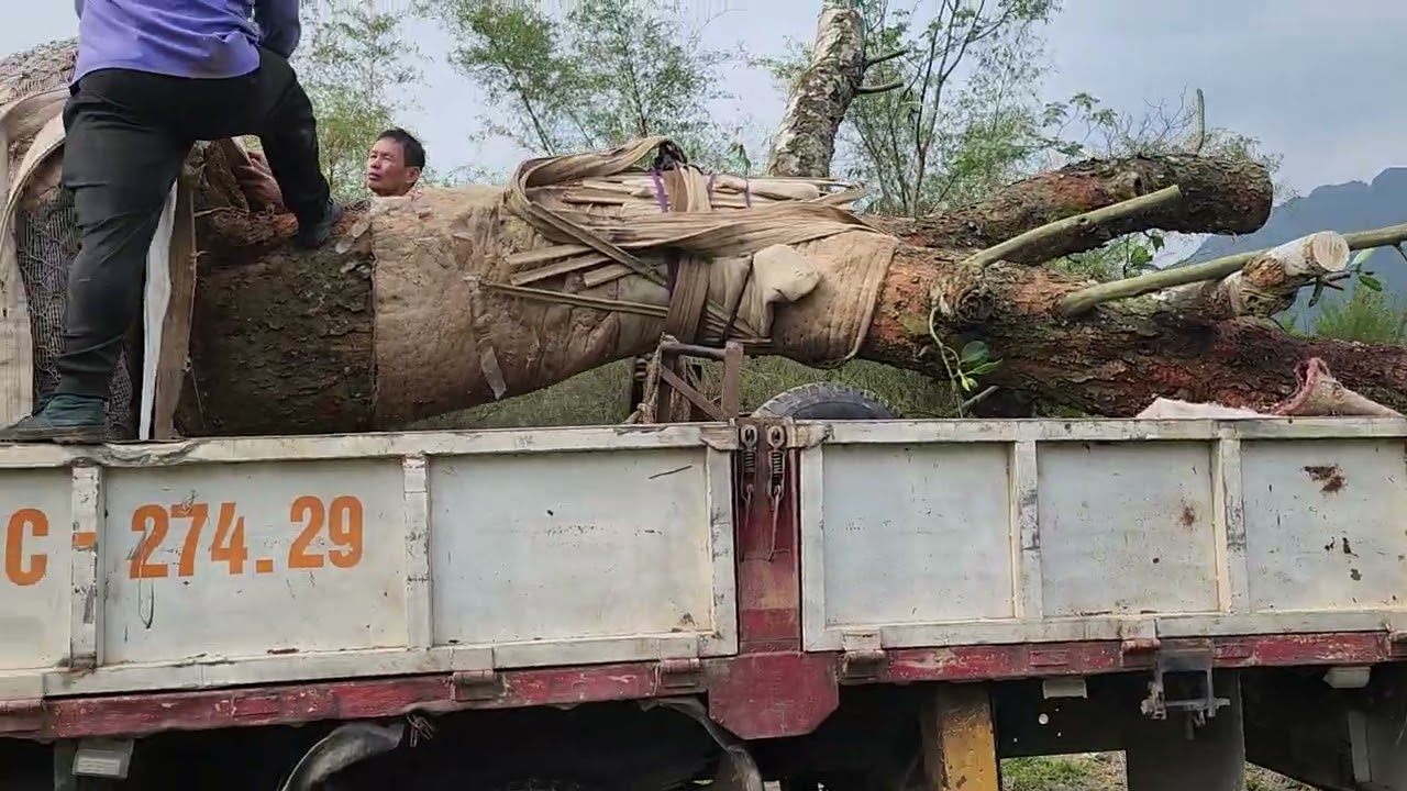 2 cụ mít lùn của nhà vườn Tiệp cây cảnh  lên xe về Vĩn phúc, lh 0989389871.