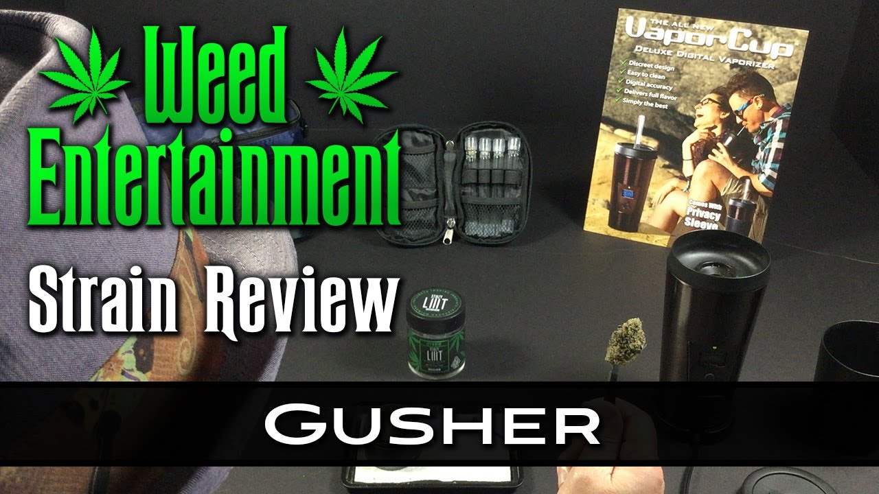 Gusher - Indica Hybrid - by Stiiizy - Strain Review - from Dr Greenthumbs, Sylmar Ca