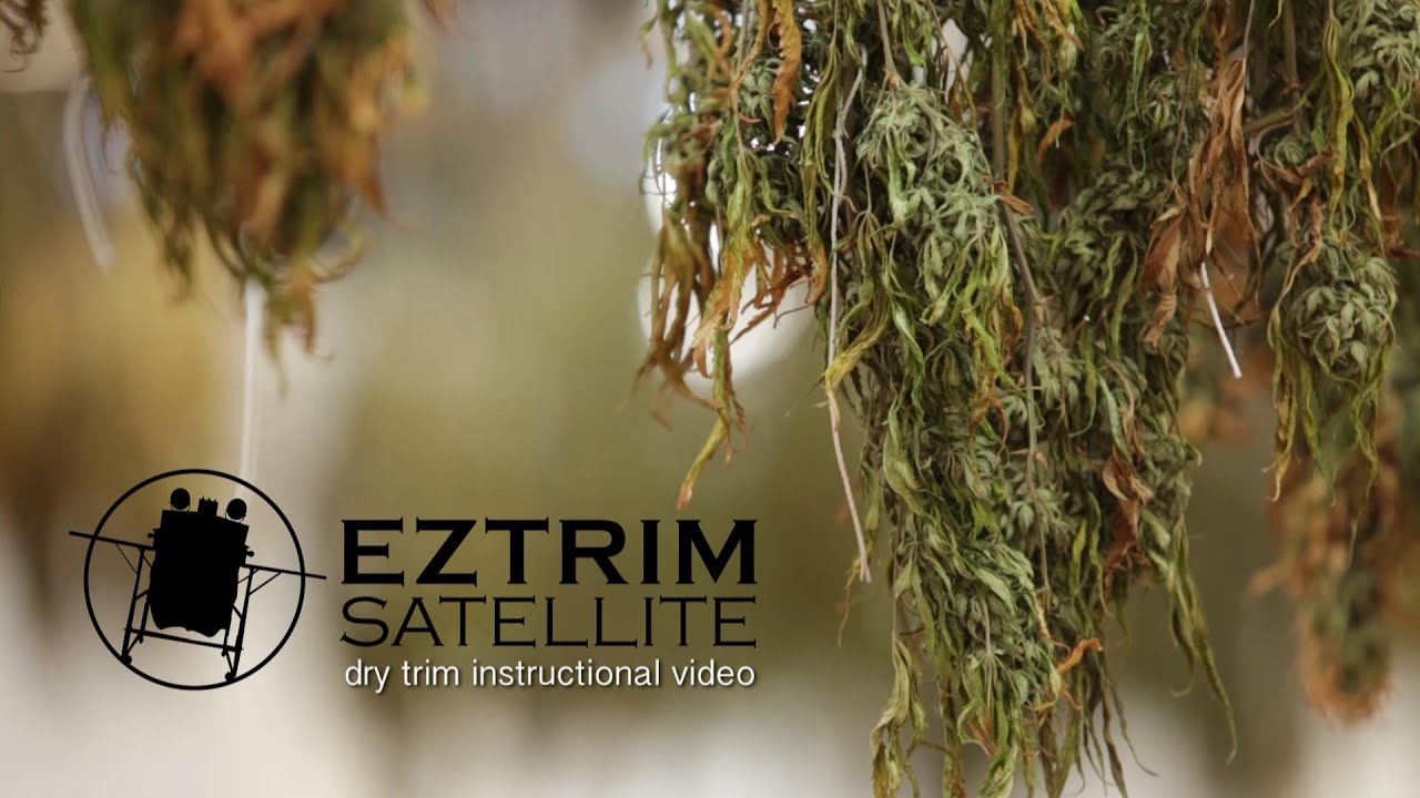 Dry Trimming Buds with the Ez Trim Bud Trimmer