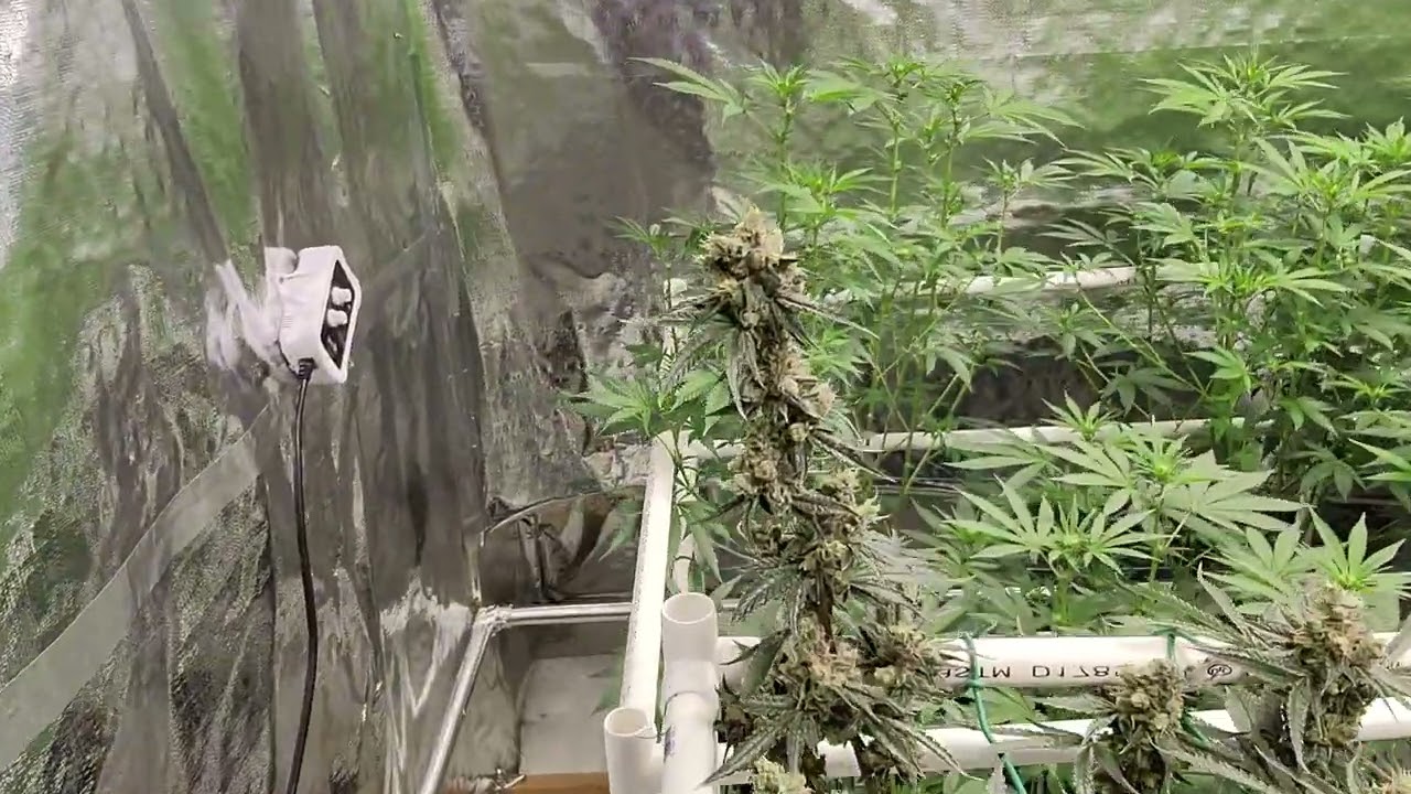Perpetual garden update - growing mildew resistant cannabis varieties