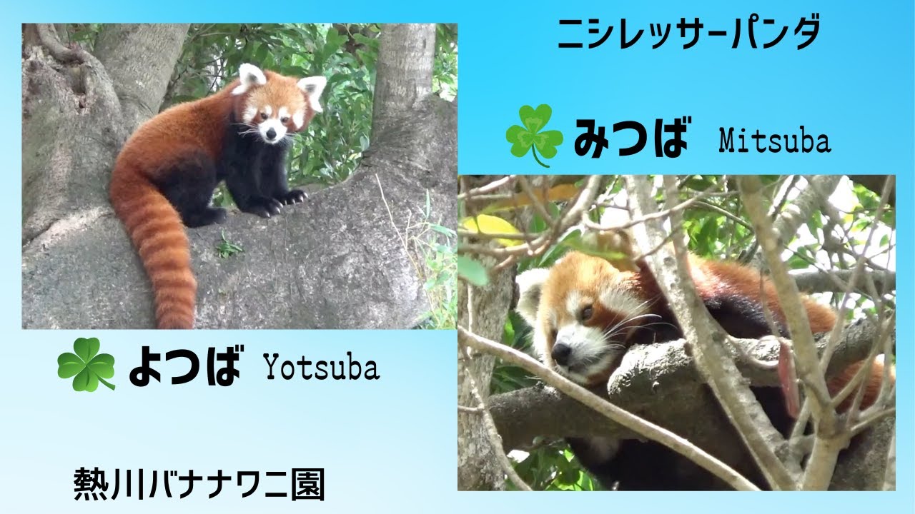 みつばちゃん☘️よつばちゃん🍀   [熱川バナナワニ園]   レッサーパンダ